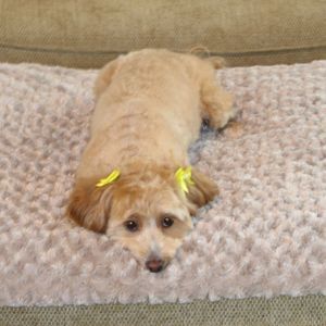 Meet your Posher, Kathy